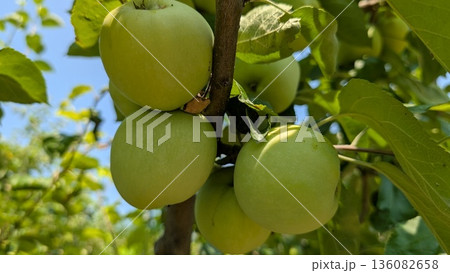 Fresh and Crisp Green Apples Growing Abundantly on Tree in Beautiful Orchard Environment 136082658