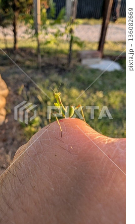 A Detailed CloseUp of a Praying Mantis Observing on Human Skin in a Natural Setting 136082669