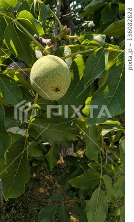 Ripening fruits on tree branches in nature showcase the beauty of agriculture and vegetation 136082828