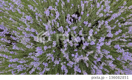 Lavender Field From Above A Tranquil View of Natures Stunning Beauty and Serenity 136082851