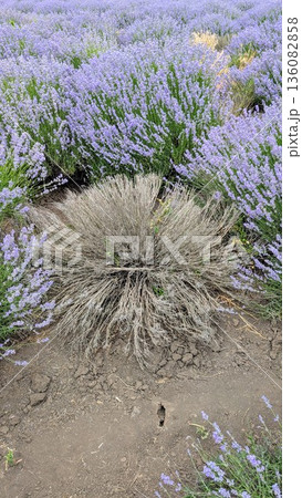 A stunning Lavender Field featuring a prominent, central dry plant amidst the vibrant greenery 136082858