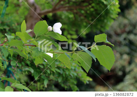 バイカウツギ 梅花空木ユキノシタ科 136082872