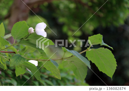 バイカウツギ 梅花空木ユキノシタ科 136082874