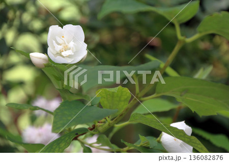 バイカウツギ 梅花空木ユキノシタ科 136082876