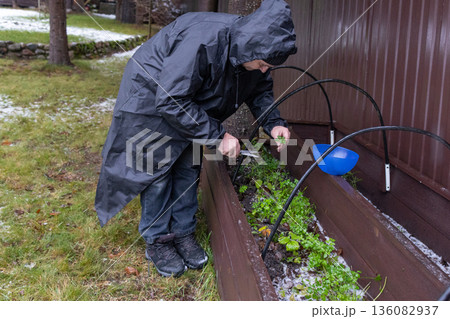 Senior man in waterproof jacket tending small plants in outdoor garden bed during cold season with snow traces and focused manual work. 136082937