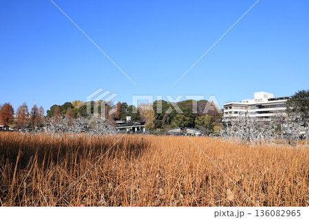 東京都台東区上野公園不忍池の風景 東京都台東区上野公園不忍池の風景 136082965