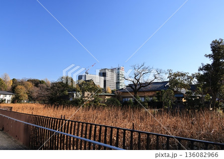 東京都台東区上野公園不忍池の風景 東京都台東区上野公園不忍池の風景 136082966