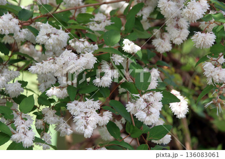 八重咲きの更紗空木(サラサウツギ)の花 八重咲きの更紗空木(サラサウツギ)の花 136083061