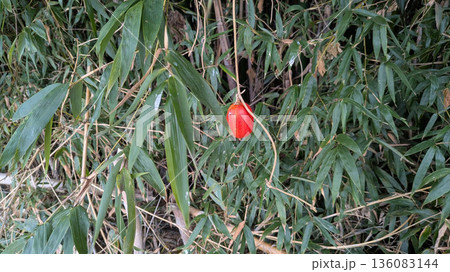 カラスウリ 136083144