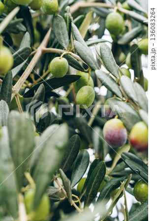 Olive tree branches with green and ripe olives in an outdoor setting during the day Olive tree branches with green and ripe olives in an outdoor setting during the day 136083264