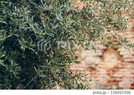 Olive tree branches with green olives in a rustic setting during daylight hours Olive tree branches with green olives in a rustic setting during daylight hours 136083306