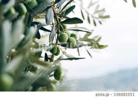 Olive tree branches with green olives growing in a garden during the day Olive tree branches with green olives growing in a garden during the day 136083351