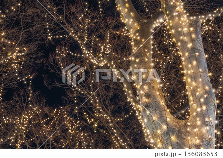 SENDAI光のページェント 夜空に広がる光の樹景 SENDAI光のページェント 夜空に広がる光の樹景 136083653