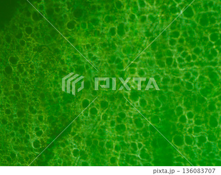 顕微鏡で見た植物の細胞のようなミクロ世界の緑色テクスチャ 136083707