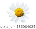 White flower daisy camomile 136084025