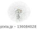 White dandelion flower 136084028