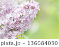 Purple lilac flowers macro background 136084030