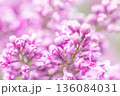 Purple lilac flowers macro background 136084031