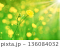 Yellow flower on green field 136084032