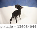 Black oriental cat in bath 136084044