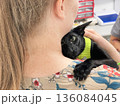 Black cat in vet veterinarian clinic 136084045