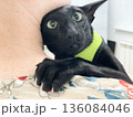 Black cat in vet veterinarian clinic 136084046