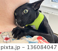 Black cat in vet veterinarian clinic 136084047