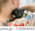 Black cat in vet veterinarian clinic 136084048