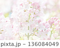 Lilac flowers 136084049
