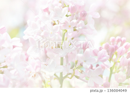 Lilac flowers 136084049