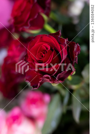 Red rose, valentine flower background. Romance Red rose, valentine flower background. Romance 136084082