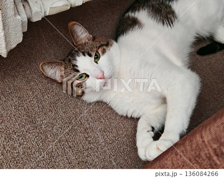 Relaxed Tabby Cat Lying on Carpet. Cute brown-white tabby cat lounging comfortably on brown carpet near radiator indoors. Relaxed Tabby Cat Lying on Carpet. Cute brown-white tabby cat lounging comfortably on brown carpet near radiator indoors. 136084266
