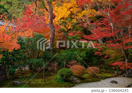京都　二尊院の庭園と紅葉 136084285