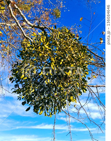 Mistletoe Cluster on Tree Branch Against Sky. Green mistletoe with white berries hanging on bare winter tree branch under clear blue sky. Mistletoe Cluster on Tree Branch Against Sky. Green mistletoe with white berries hanging on bare winter tree branch under clear blue sky. 136084646