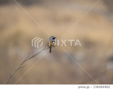 細い枝に止まるジョウビタキのオス 細い枝に止まるジョウビタキのオス 136084902