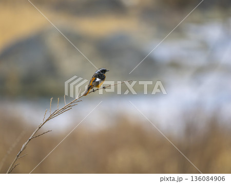 細い枝に止まるジョウビタキのオス 136084906