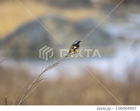 細い枝に止まるジョウビタキのオス 細い枝に止まるジョウビタキのオス 136084907