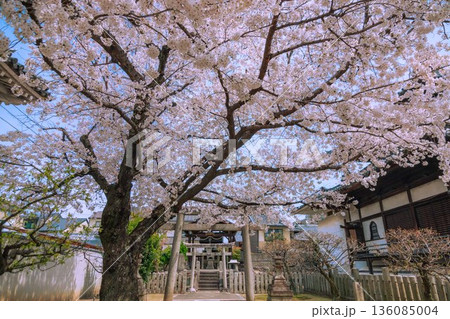 京都妙顕寺 桜 京都妙顕寺 桜 136085004