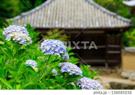 紫陽花が美しく咲く自然の風景 紫陽花が美しく咲く自然の風景 136085038