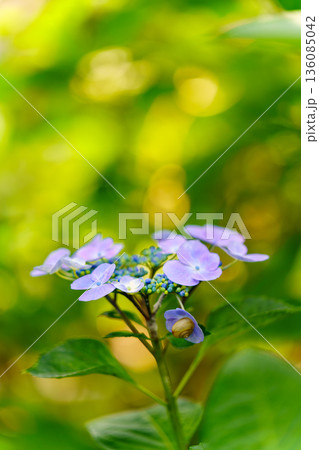 紫陽花が美しく咲く自然の風景 紫陽花が美しく咲く自然の風景 136085042