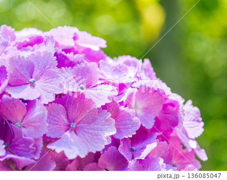 紫陽花が美しく咲く自然の風景 136085047