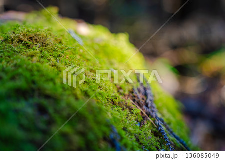 深山の苔むす岩　静寂に息づく森の生命 136085049