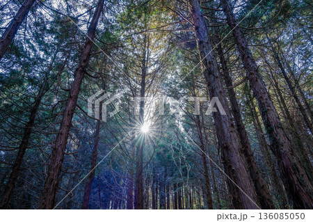 木立に差し込む光　深山の森に満ちる静かな祈り 136085050