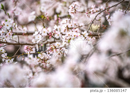上野恩賜公園の桜 136085147