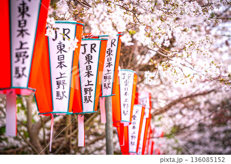 上野恩賜公園の桜 上野恩賜公園の桜 136085152