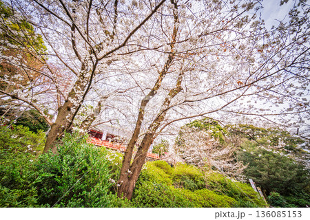 上野恩賜公園の桜 136085153