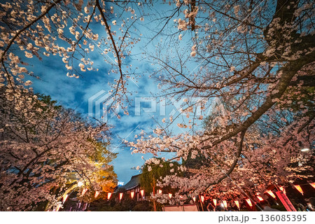 上野恩賜公園の桜 136085395