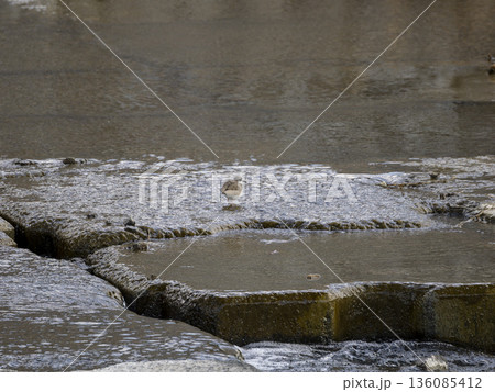 川の堰で餌を探すコチドリ 136085412