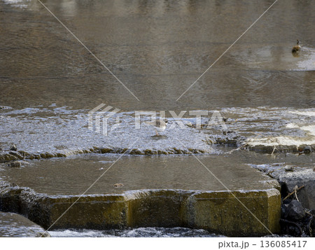 川の堰で餌を探すコチドリ 136085417