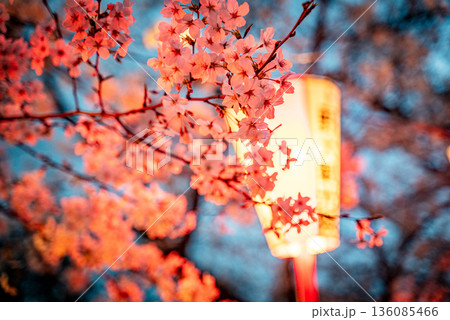 上野恩賜公園の桜 136085466